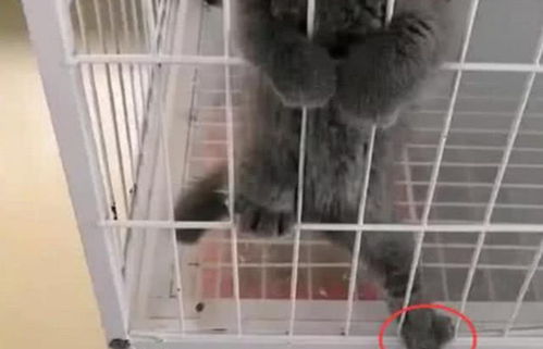 小猫被关在笼子里,想法设法想逃出,主人看到这番操作秒笑翻