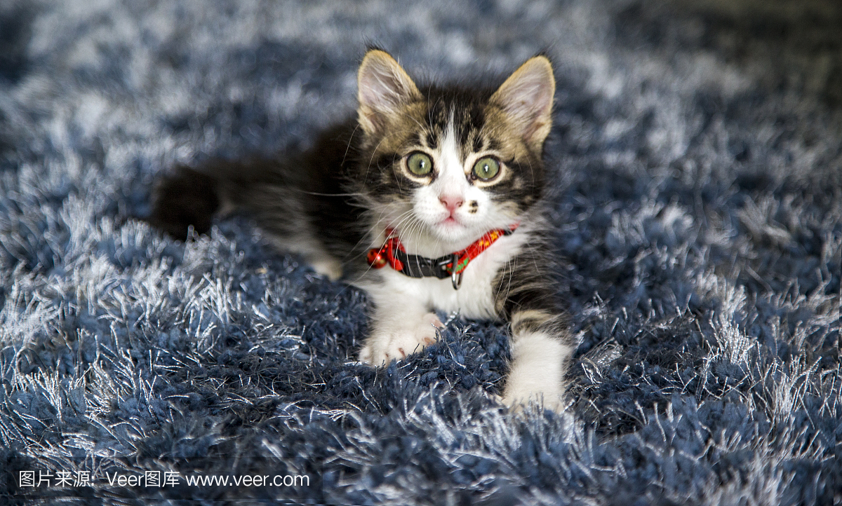 家养的猫在蓝色的地毯上玩耍